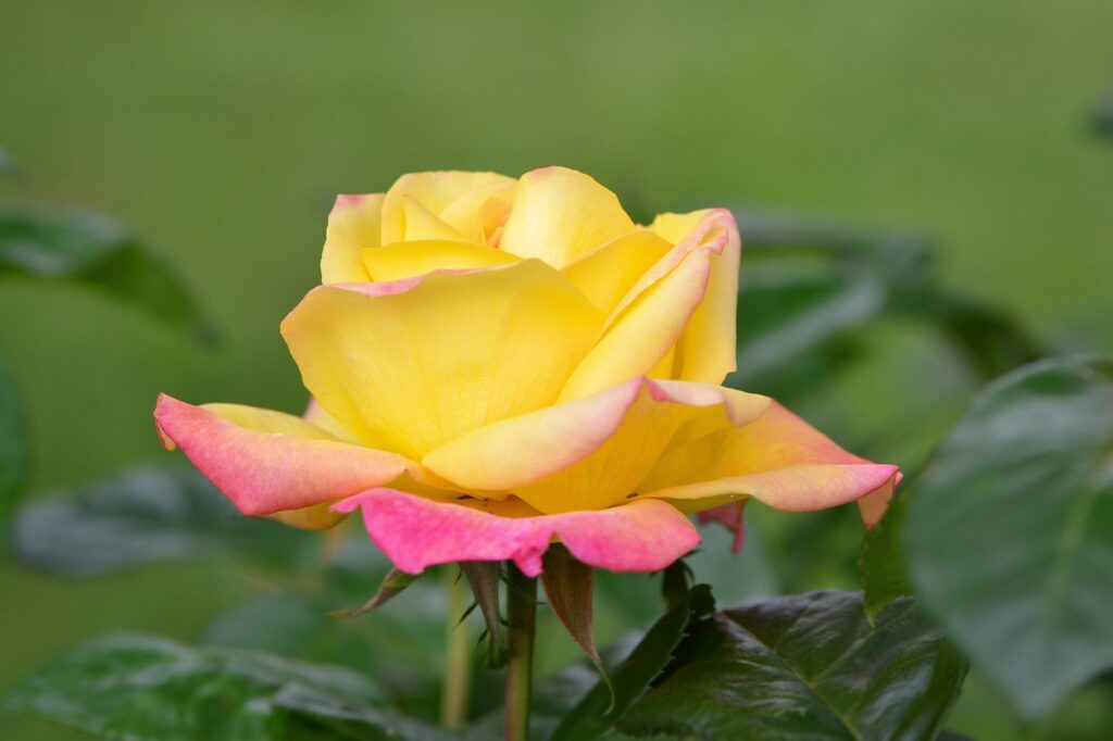 fleur nature rose printemps fleur 5282403